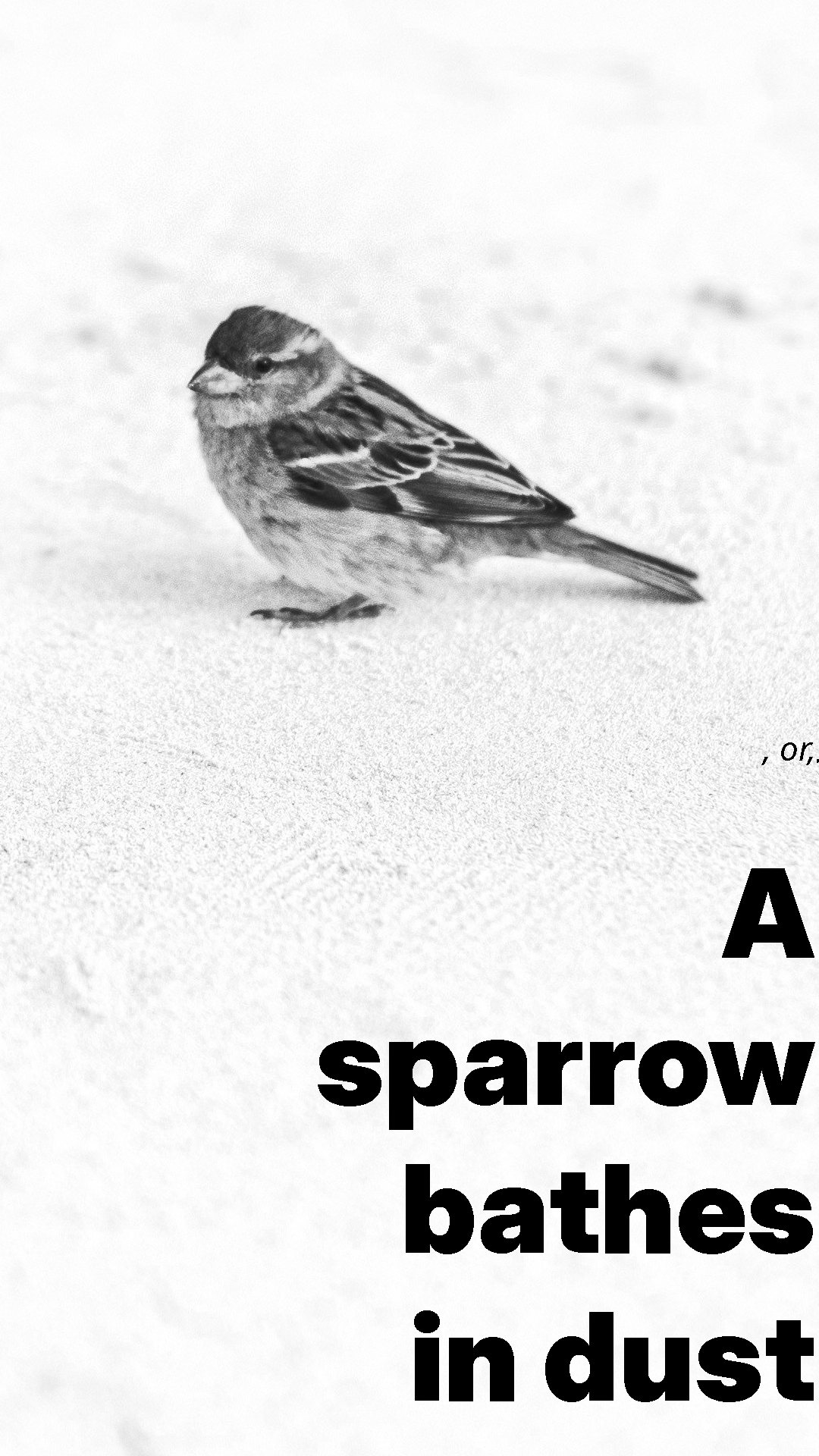 Plate for ", or, A sparrow bathes in dust": An adorable sparrow stands on white sand and notices the photographer in this macro shot. The lower-right of the image shows the title in bold, block text.